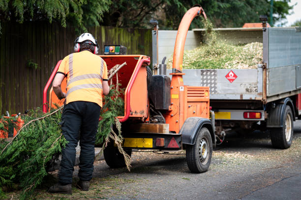 Best Lawn Disease Treatment  in Mission, TX
