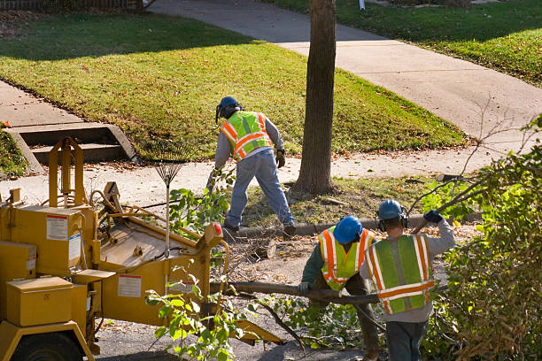 How Our Tree Care Process Works  in  Mission, TX